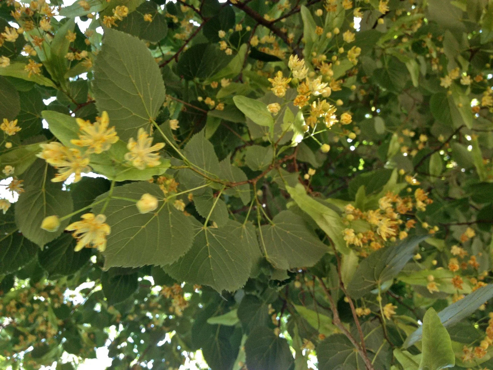 American Linden Seeds 8 Pack Tilia americana for Landscaping & Shade, Native North American Tree