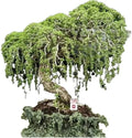 Australian Willow Bonsai Cutting, Salix babylonica, Fast Growing, Thick Trunks, Indoor & Outdoor Plant