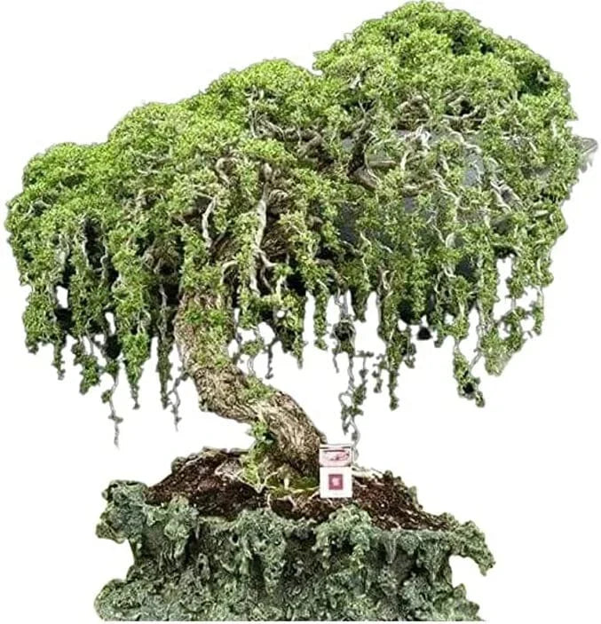 Australian Willow Bonsai Cutting, Salix babylonica, Fast Growing, Thick Trunks, Indoor & Outdoor Plant