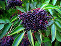 American Elderberry Seeds - 250 Non-GMO Sambucus Canadensis Organic Garden Starter