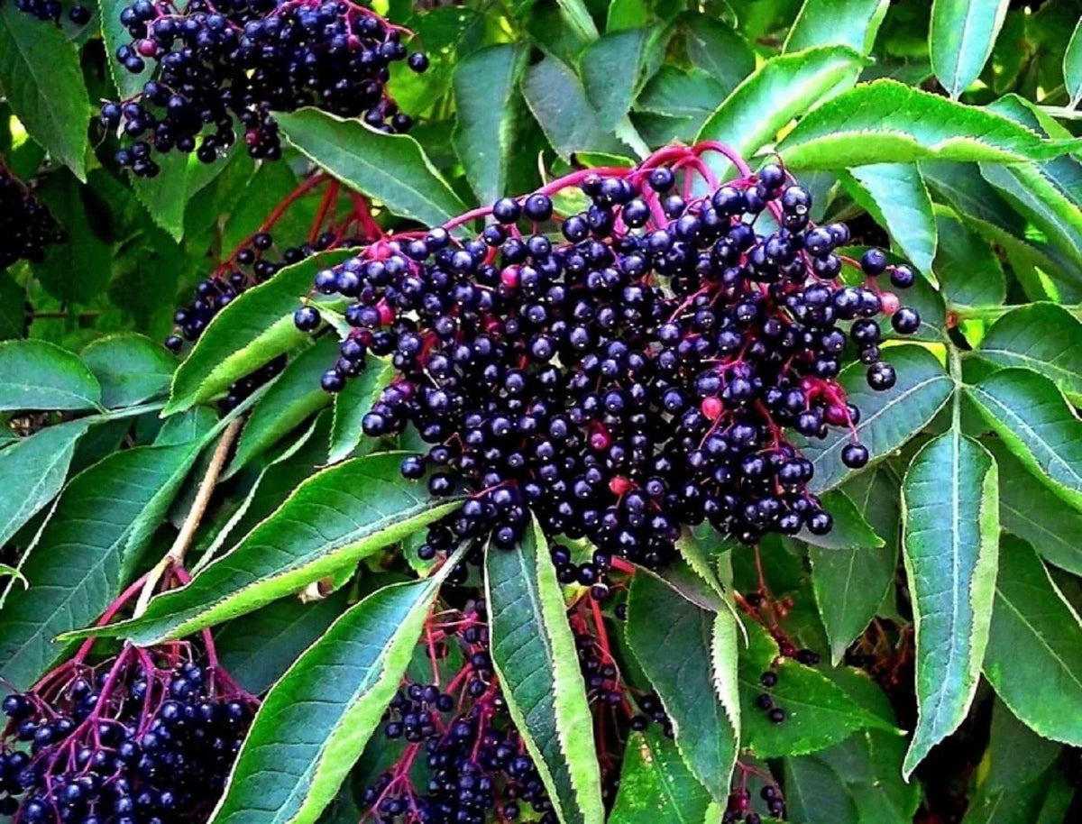 American Elderberry Seeds - 250 Non-GMO Sambucus Canadensis Organic Garden Starter