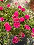 Unrooted Portulaca Moss Rose Cuttings - Pink Flowering, Drought-Tolerant, Full Sun, Portulaca oleracea