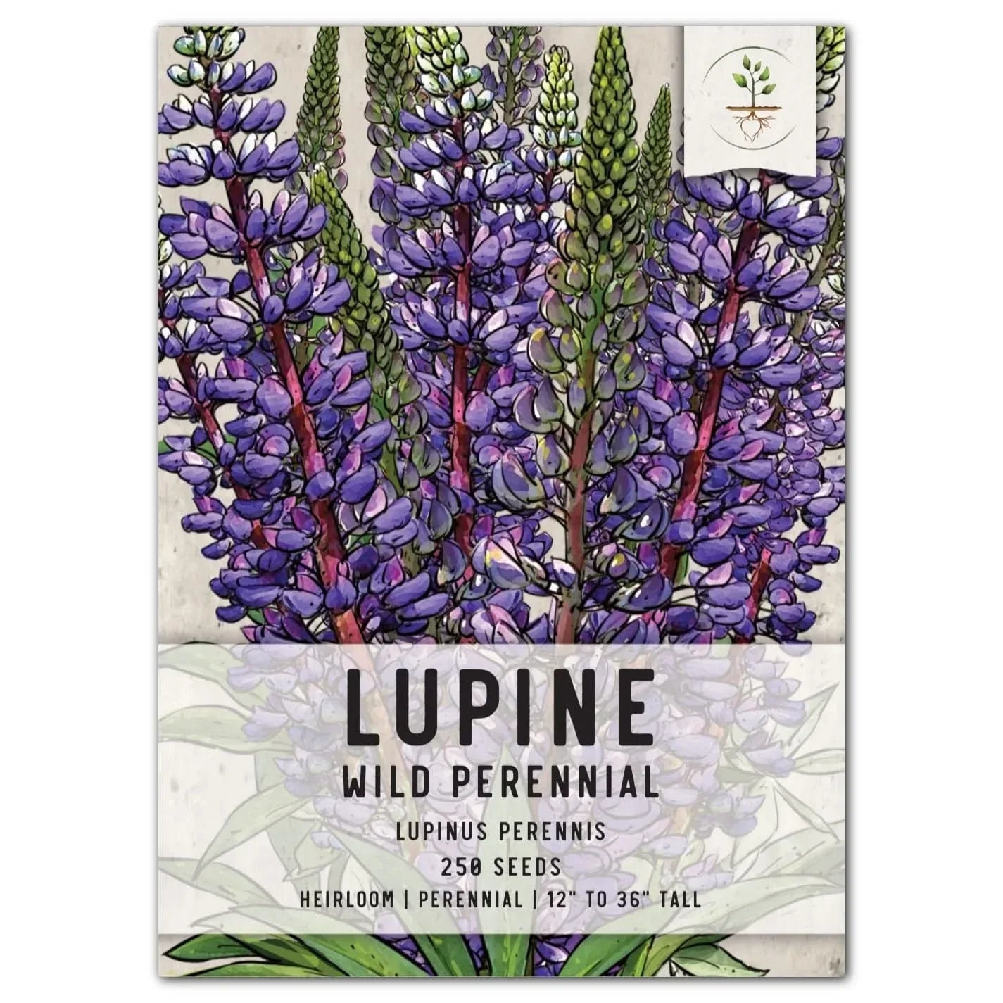 Wild Perennial Lupine Seeds - Native Blue Flowering Plant - Lupinus perennis - Perennial Wildflower Seeds for Pollinators