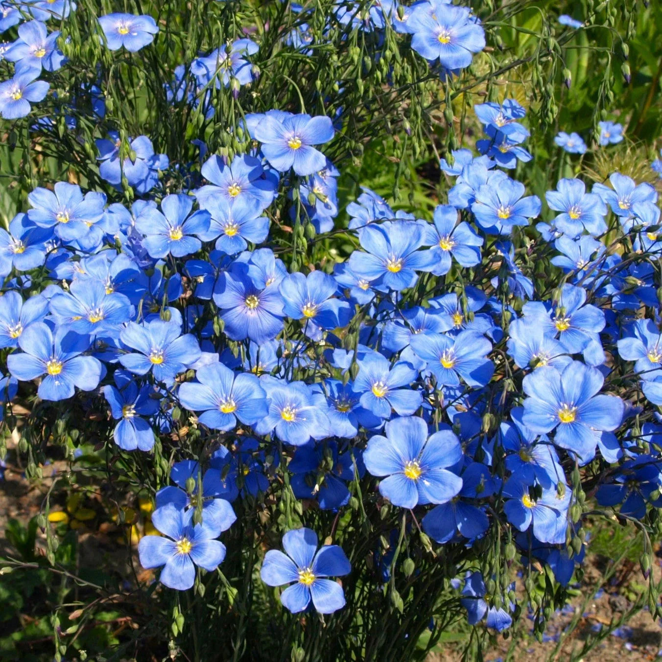 Blue Flax Seeds - Linum Perenne Lewis Lavender Sky Blue - Perennial Flower Seeds for Gardens & Pollinators
