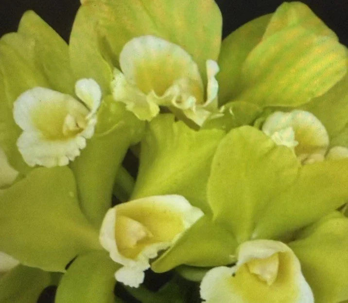 Orchid Plant Seedling 2-Inch Pot Blc Hawaiian Passion Carmela Brassolaeliocattleya Epiphytic