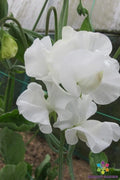 Mary Priestley Sweet Pea Seeds – 50+ Premium Lathyrus odoratus Garden Seeds for Climbing Vines, Fragrant Pink Flowers, USA Grown