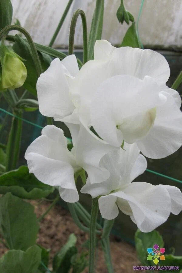 Mary Priestley Sweet Pea Seeds – 50+ Premium Lathyrus odoratus Garden Seeds for Climbing Vines, Fragrant Pink Flowers, USA Grown