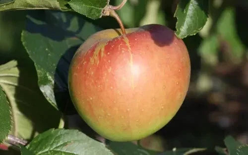 Spigold Apple Seeds - 25+ Count Heirloom Malus domestica Fruit Tree Seeds for Home Garden & Orchard