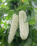 Bitter Melon Seeds Non-GMO White Balsam Pear Momordica charantia 10PCS for Garden, Container, Climbing Vine