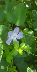 Vinca Major Periwinkle Vine - 30 Live Bare Root Plants for Ground Cover, Shade Garden, Erosion Control, Pollinator Attractant