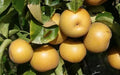 Hosui Pear Seeds - 25+ Pyrus pyrifolia Fruit Tree Seeds for Garden Planting, Organic, Deciduous, Pome Fruit