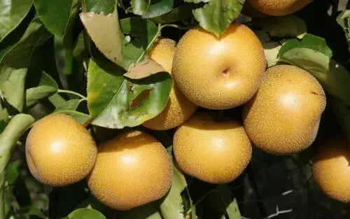Hosui Pear Seeds - 25+ Pyrus pyrifolia Fruit Tree Seeds for Garden Planting, Organic, Deciduous, Pome Fruit