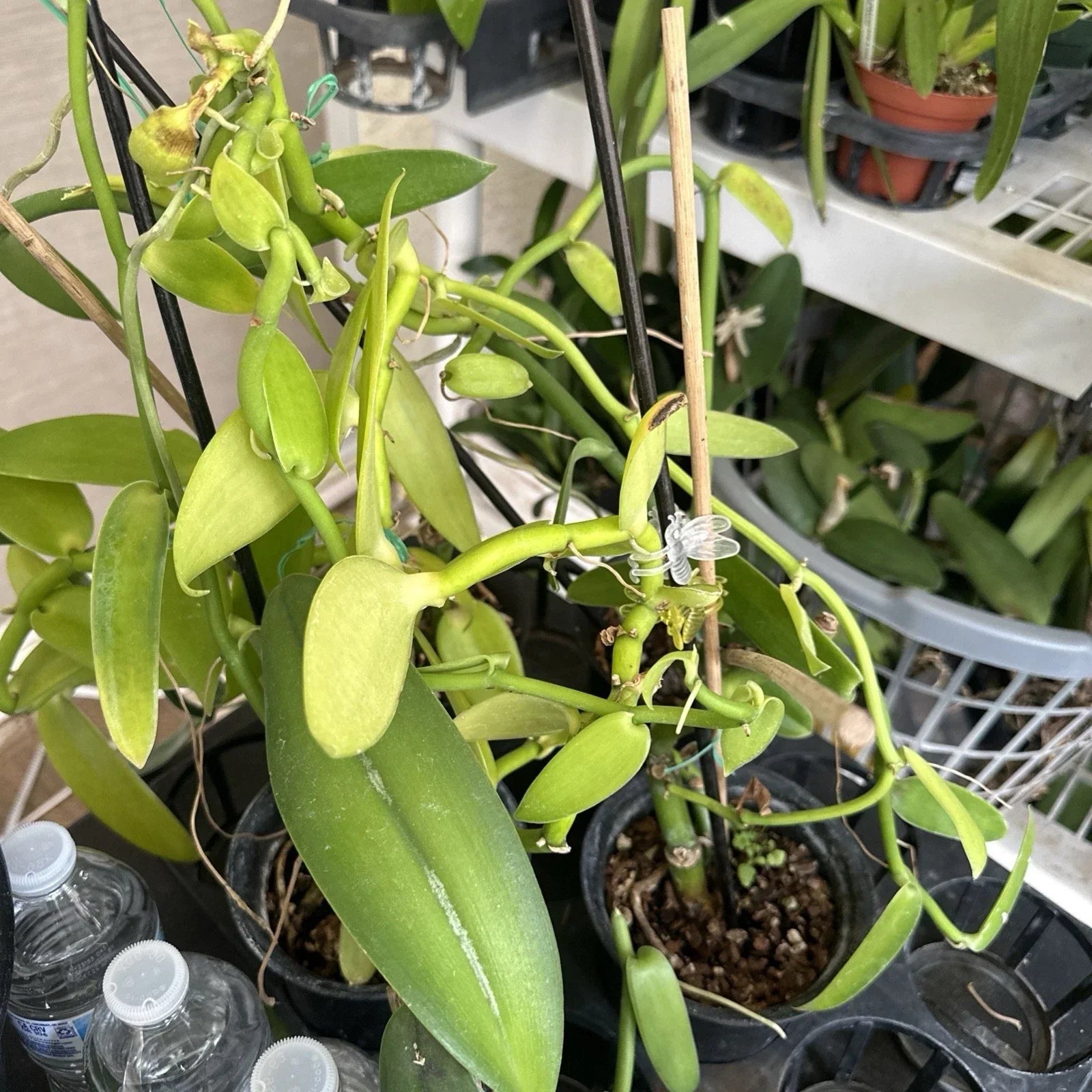 Vanilla Bean Orchid Cutting - 10” Fresh Vanilla planifolia Vine