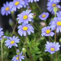 Blue Marguerite Daisy Seeds - 200+ Felicia amelloides Garden Planting for Borders & Containers