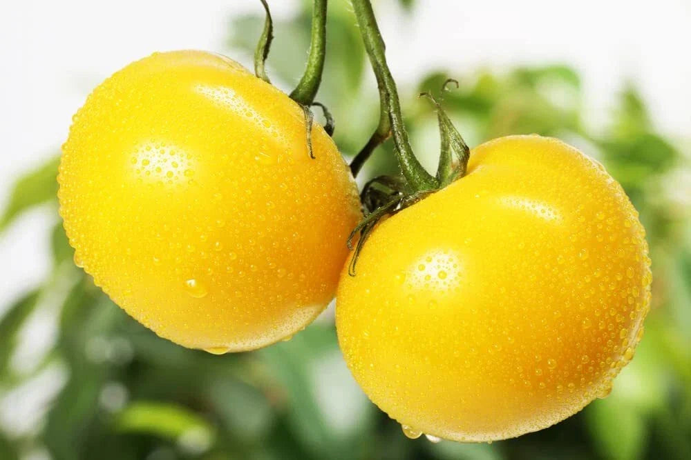 Yellow Tomato Seeds - 50+ Sunny Boy Heirloom, Solanum lycopersicum, Home Garden, Non-GMO, Full Sun, Container & Garden Planting