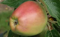 Arthur Turner Apple Seeds - 25+ Pack, Malus domestica, Heirloom, Non-GMO, USA Grown, Fruit Tree Seeds for Home Garden Planting