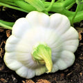 Early White Patty Pan Seeds - Heirloom Bush Scallop Squash for 2025 Planting - Cucurbita pepo, Compact, Flat White, Gourmet Vegetable