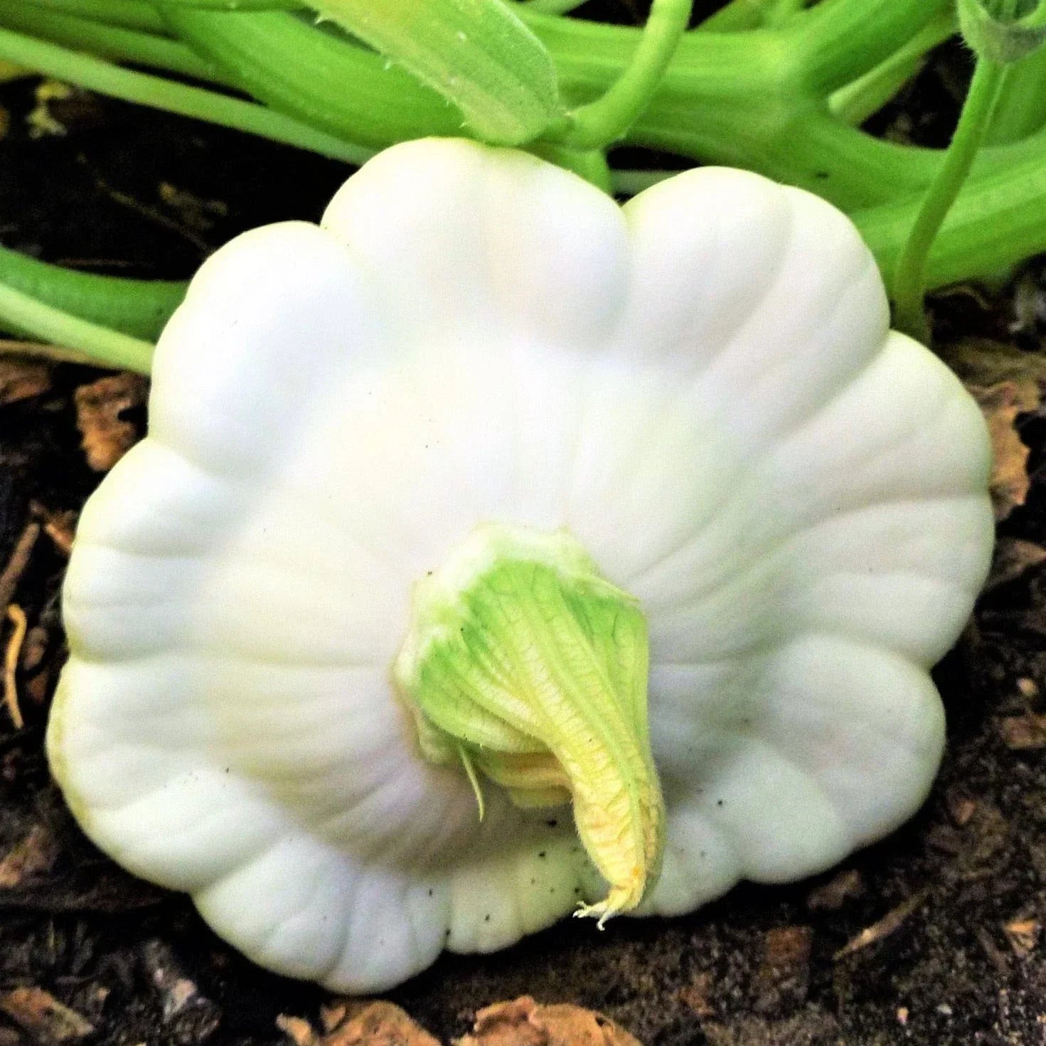 Early White Patty Pan Seeds - Heirloom Bush Scallop Squash for 2025 Planting - Cucurbita pepo, Compact, Flat White, Gourmet Vegetable