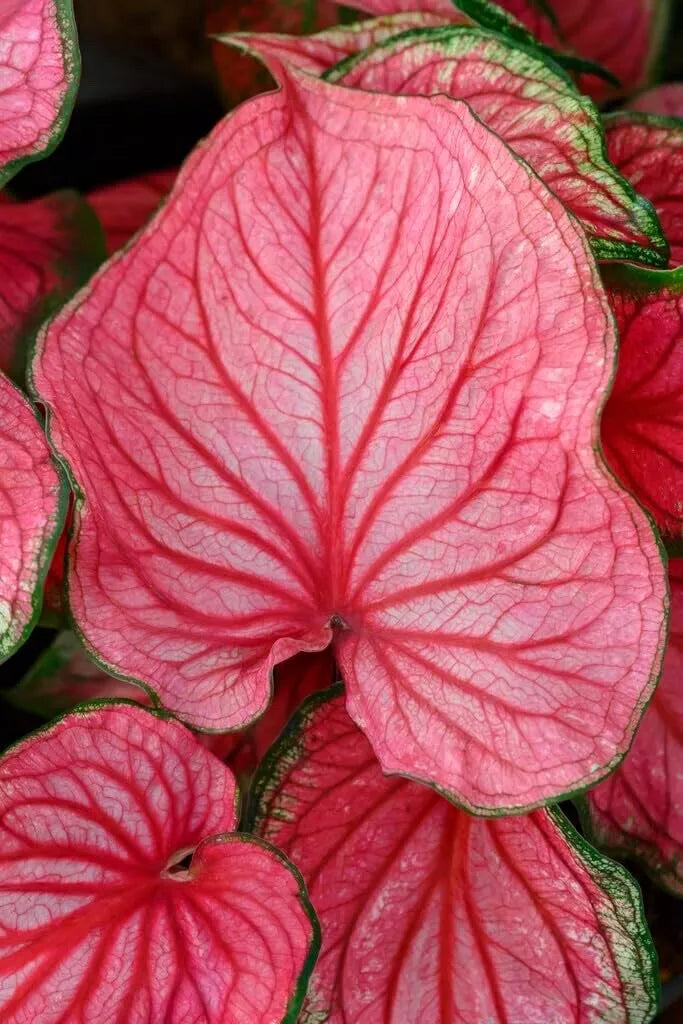 Pink Symphony Caladium Bulbs 10 Pack - Heart-Shaped Foliage for Shade Gardens - Caladium bicolor