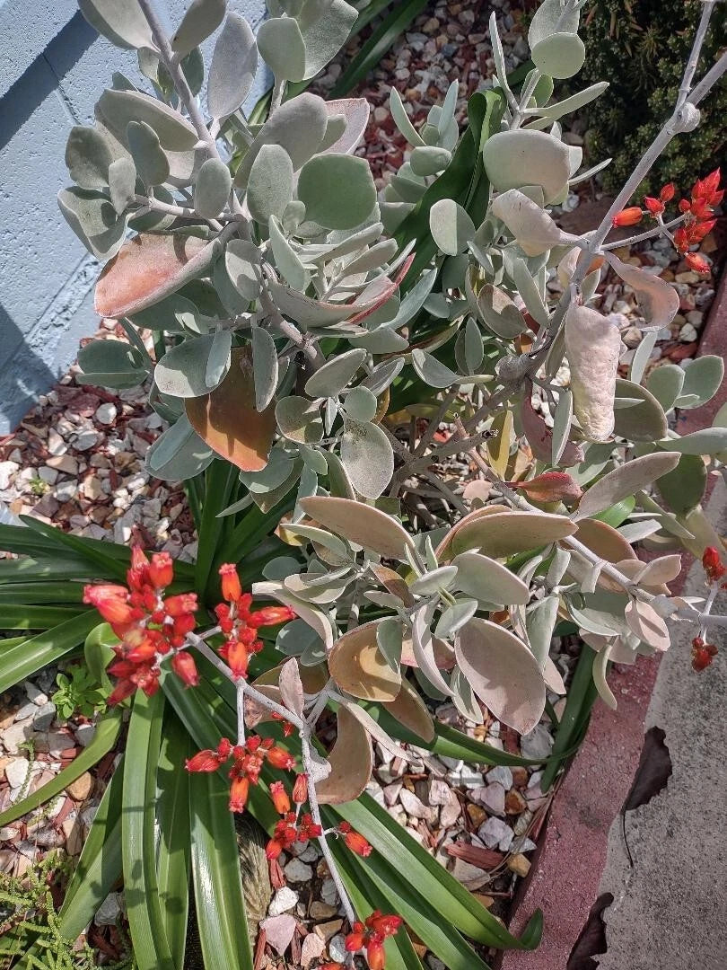 Cactus Cutting 14cm - Succulent Propagation Plant - Variety #14 - Indoor/Outdoor Desert Plant