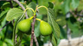 Excel Fig Seeds - 100+ Pack Ficus carica for Garden Planting, Home Orchard, Fresh Figs