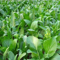 Yu Choy Sum Seeds - Heirloom Brassica rapa var. parachinensis, Organic, Non-GMO, Early Flowering Green Vegetables