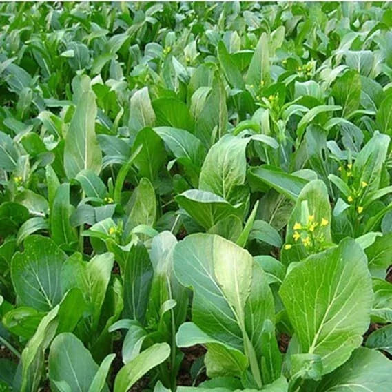 Yu Choy Sum Seeds - Heirloom Brassica rapa var. parachinensis, Organic, Non-GMO, Early Flowering Green Vegetables