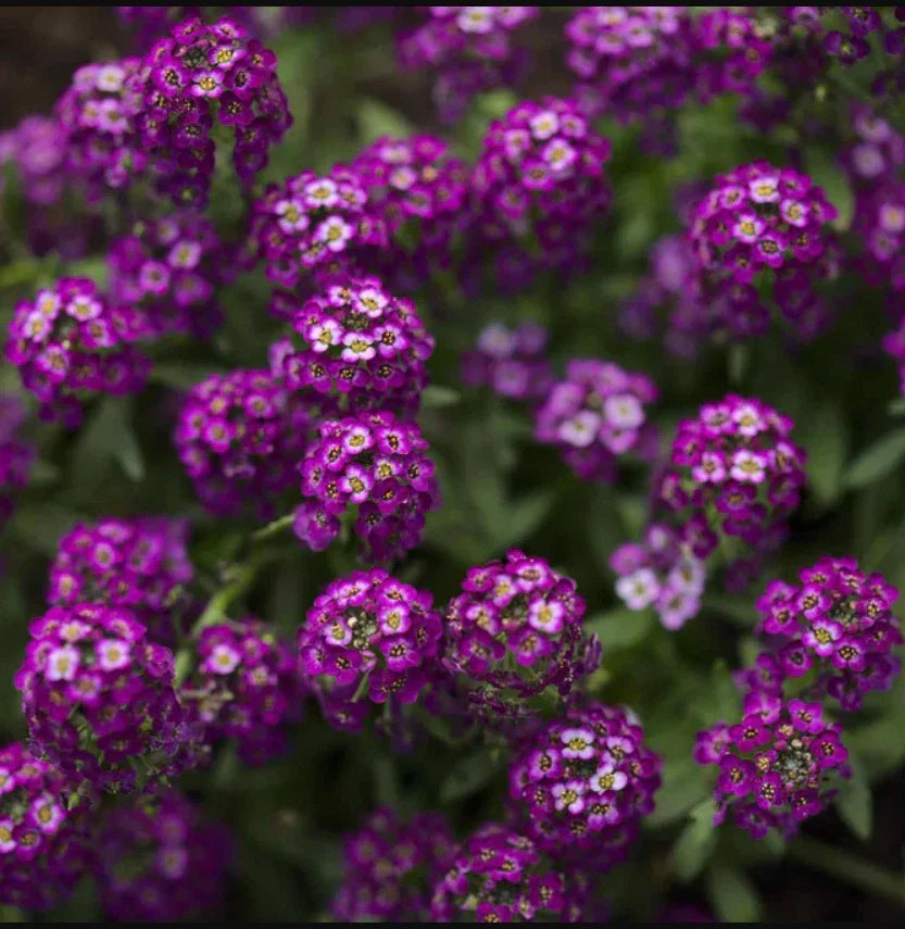 Alyssum Seeds - 500 Non-GMO Dark Purple Groundcover - Fragrant Lobularia maritima for Borders & Pollinator Gardens