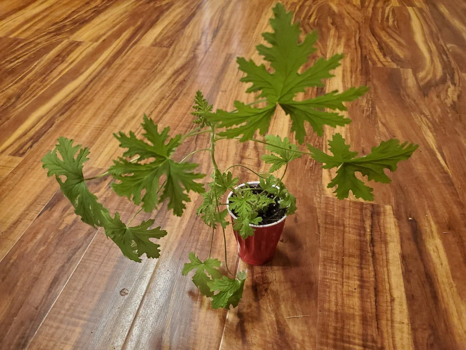 Large Citronella Plant - Live Lemon Geranium Aromatic Herb Pelargonium 'Citrosum' for Pest Control