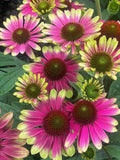 Sweet Sandia Coneflower Seeds - Echinacea purpurea - 200+ Pack for Garden, Pollinator Attracting, Easy to Grow, USA Grown