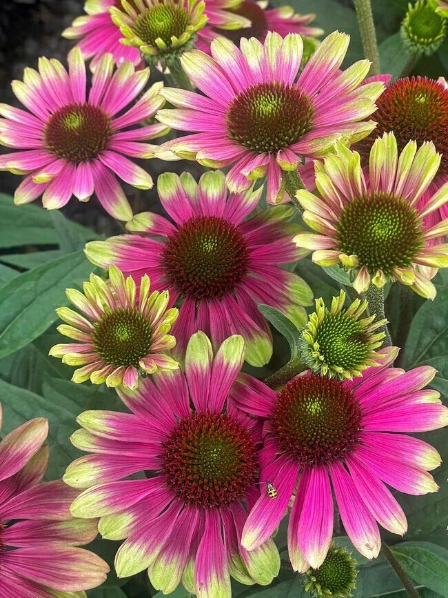 Sweet Sandia Coneflower Seeds - Echinacea purpurea - 200+ Pack for Garden, Pollinator Attracting, Easy to Grow, USA Grown
