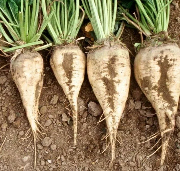 Sugar Beet Seeds 100 Ct Non-GMO Heirloom Vegetable Seeds Beta vulgaris for Home Garden, Full Sun, Loamy Soil