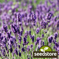 Munstead Lavender Seeds | Heirloom Non-GMO | Aromatic Herb Seeds | Lavandula angustifolia | Compact, 12-24 inches