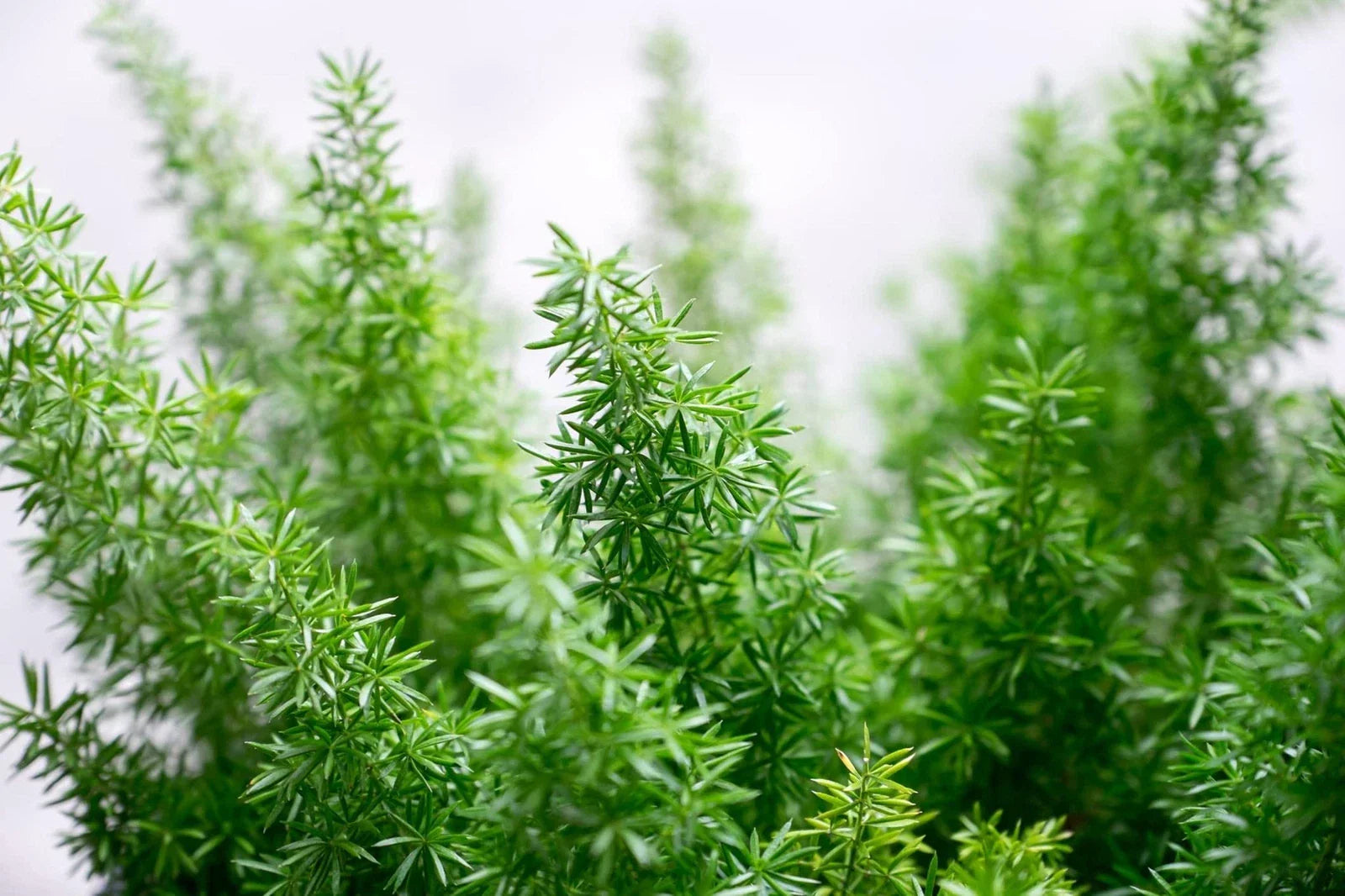 Emerald Fern Seeds for Planting - Foxtail Fern, Asparagus sprengeri, Indoor & Outdoor, Low Maintenance, 6 Seeds