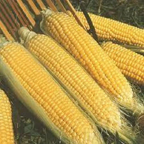 Premium Kandy Korn SE Sweet Corn Seeds - Zea mays, Non-GMO, High-Yield, Sweetest Corn for Home Gardening