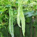 Snake Gourd Seeds | Climbing Vine, White Striped Green Luffa acutangula, Edible Vegetable, Heirloom Pack of 10