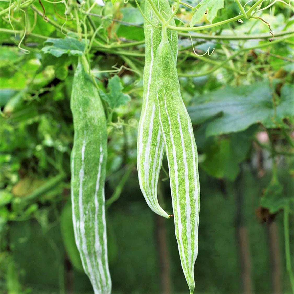 Snake Gourd Seeds | Climbing Vine, White Striped Green Luffa acutangula, Edible Vegetable, Heirloom Pack of 10
