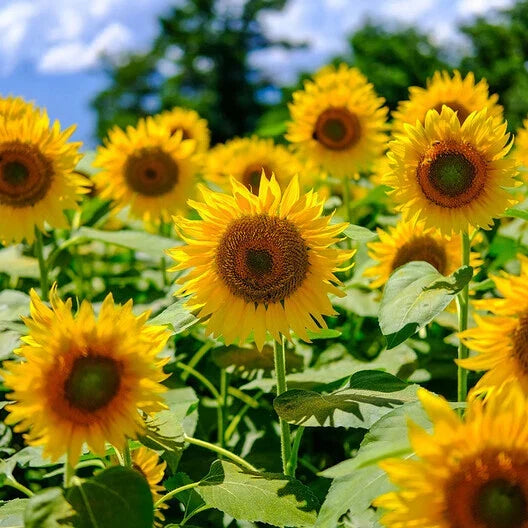 Mammoth Grey Sunflower Seeds - Edible, Heirloom, Non-GMO, Helianthus annuus, 50 Seeds