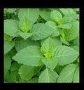 Tulsi Holy Basil Seeds - 1,600 Heirloom Culinary Seeds for Gardening, Ocimum sanctum, Sacred Herb, Non-GMO, Aromatic, Easy to Grow