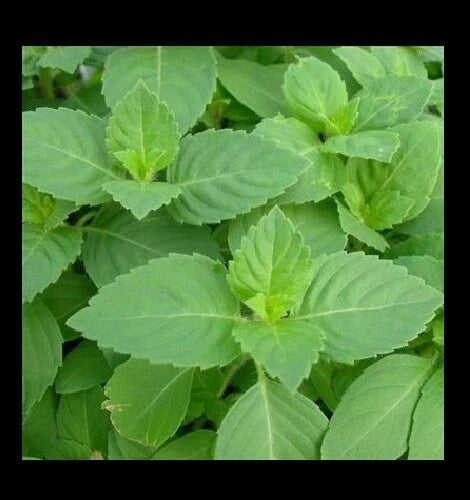 Tulsi Holy Basil Seeds - 1,600 Heirloom Culinary Seeds for Gardening, Ocimum sanctum, Sacred Herb, Non-GMO, Aromatic, Easy to Grow