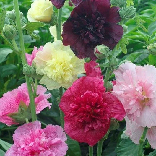 Hollyhock Seeds Dwarf Double Mix Alcea rosea Pollinator-Friendly Non-GMO 50 Seeds