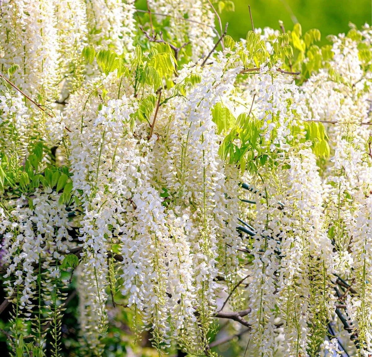 White Wisteria Seeds - 5 Rare Wisteria sinensis Alba for Outdoor Garden, Climbing Vine, Fragrant Flowers