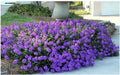 Purple Moss Verbena Seeds - Groundcover with Purple Blooms, Verbena peruviana, 100 Seeds