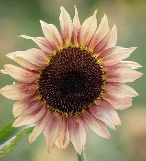 Sunflower Seeds - Pro Cut Plum Variety - Helianthus annuus - Fresh Seeds for Cutting & Garden Display