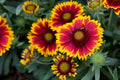 Gaillardia Daisy Seeds - 200+ Pack, Vibrant Color Mix, Gaillardia pulchella, Wildflower, Full Sun, Easy to Grow
