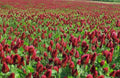 Crimson Red Clover Seeds - Trifolium incarnatum - Non-GMO Pollinator Attracting Cover Crop for Soil Nitrogen Fixation