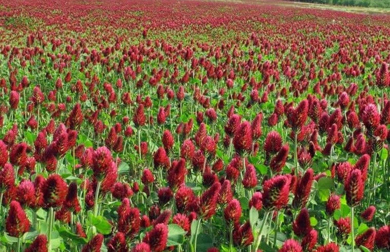 Crimson Red Clover Seeds - Trifolium incarnatum - Non-GMO Pollinator Attracting Cover Crop for Soil Nitrogen Fixation