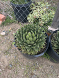 Agave Victoria-Reginae Compacta Bare-Root Plant | Succulent for Indoor & Outdoor Gardening | Drought-Tolerant, Low-Maintenance