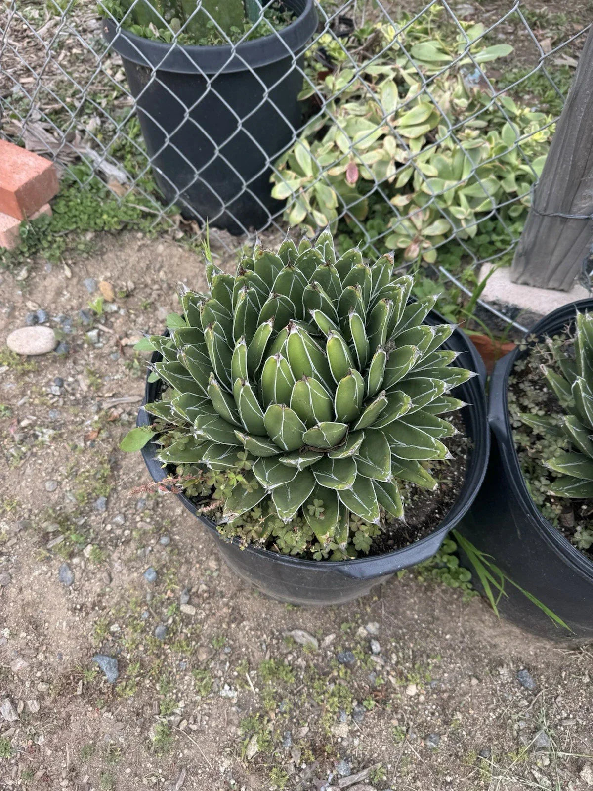 Agave Victoria-Reginae Compacta Bare-Root Plant | Succulent for Indoor & Outdoor Gardening | Drought-Tolerant, Low-Maintenance