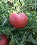 Pink Oxheart Tomato Seeds - Heirloom Non-GMO Vegetable Seeds, Solanum lycopersicum, 50 Pack